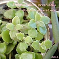 20110924 155500 Plectranthus prostratus / 臥地延命草 / プロストラーツス