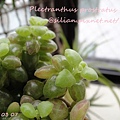 20120307 154117 Plectranthus prostratus / 臥地延命草 / プロストラーツス