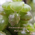 20120307 154148 Plectranthus prostratus / 臥地延命草 / プロストラーツス