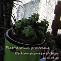 20120321 155052 Plectranthus prostratus / 臥地延命草 / プロストラーツス