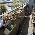 Succulents Balcony