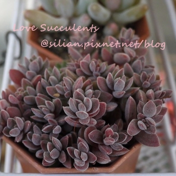 Crassula remota Crassula ernestii / 小銀箭 / レモータ