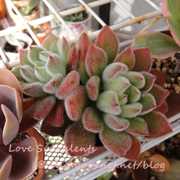 Echeveria cv. Bombycina / 白閃冠 / ボンビシナ 