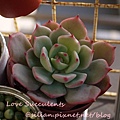 Echeveria 'kircheriana' / キルヒネア