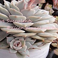 Echeveria Lola / 蘿拉 / ローラ