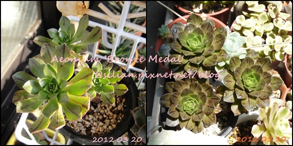 Aeonium 'Bronze Medal' / 伊達法師