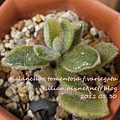 Kalanchoe tomentosa f.variegata / 月兔耳錦 / 月兎耳錦（覆輪）