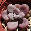 Graptopetalum amethystinum / 紅月美人 / アメチスチナム / 酔美人