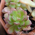 Sedum 'Joyce Tulloch' / ジョイスドロープ　/ ジョイスドロップ 