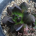 Echeveria 'Kurosuke' / Echeveria 'Black Plince / 黑助 / 黒助