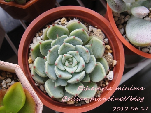 Echeveria 'SITIFUKUMIAMA' / 七福美尼