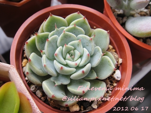 Echeveria 'SITIFUKUMIAMA' / 七福美尼