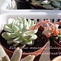 2009/4/10 跟Echeveria Lola一樣，本來以為是長側芽，結果原來是長花莖了~