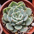 Echeveria 'SITIFUKUMIAMA' / 七福美尼