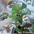 Kalanchoe manginii 'Mirabella' / Kalanchoe manginii / 紅提燈 / 紅提灯 / 紅姫提燈