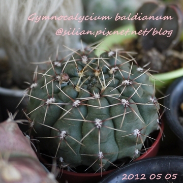 Gymnocalycium baldianum / 緋花玉 / ヒカ玉