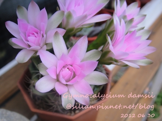 Gymnocalycium damsii / 麗蛇丸