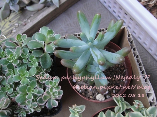 Sedum 'KOIGOKORO' / Sedum pachyphyllum 'Nejedly' ?? / 戀心 / 恋心