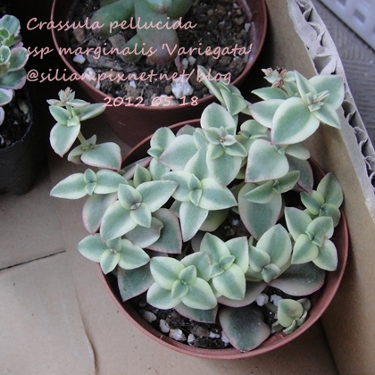 Crassula pellucida ssp marginalis 'Variegata' / 粉紅十字錦 / ペルシダ / 江戸小町錦 / マルギナリス