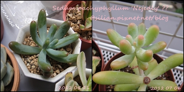 Sedum 'KOIGOKORO' / Sedum pachyphyllum 'Nejedly' ?? / 戀心 / 恋心