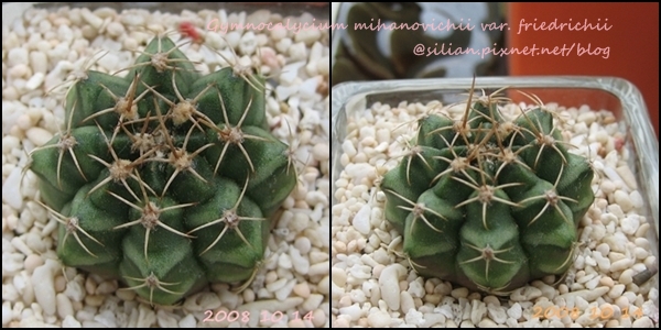 Gymnocalycium mihanovichii var. friedrichii / 牡丹玉