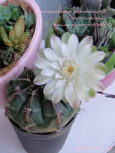 Gymnocalycium mihanovichii var. friedrichii / 牡丹玉