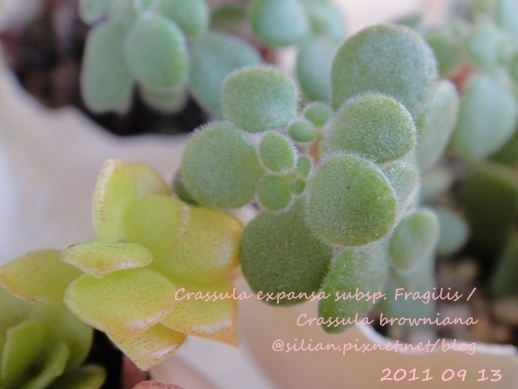 Crassula expansa subsp. Fragilis / Crassula browniana / ベキュリアリス / ペクリアリス / ブロウメアナ