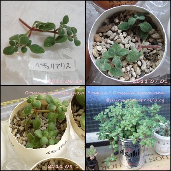 Crassula expansa subsp. Fragilis / Crassula browniana / ベキュリアリス / ペクリアリス / ブロウメアナ