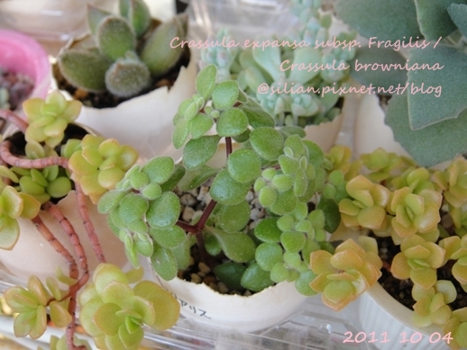 Crassula expansa subsp. Fragilis / Crassula browniana / ベキュリアリス / ペクリアリス / ブロウメアナ