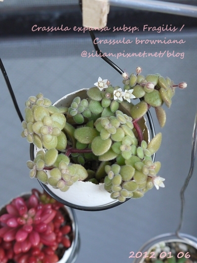 Crassula expansa subsp. Fragilis / Crassula browniana / ベキュリアリス / ペクリアリス / ブロウメアナ