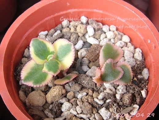 Crassula sarmentosa f. variegata / サルメントーサ / 錦乙女 / 長莖景天錦