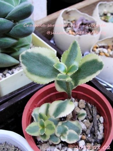 Crassula sarmentosa f. variegata / サルメントーサ / 錦乙女 / 長莖景天錦
