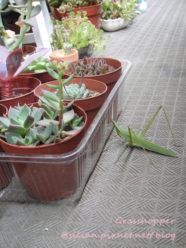 Grasshopper & Succulent