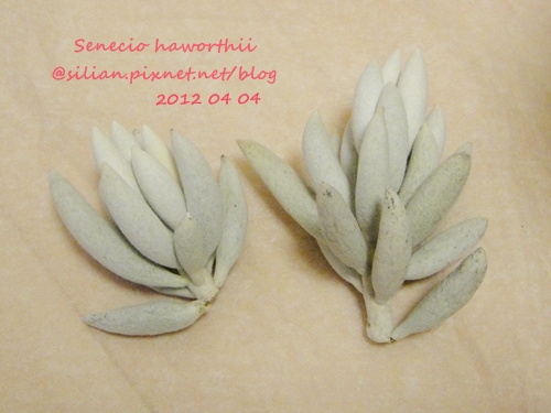 Senecio haworthii / 銀月