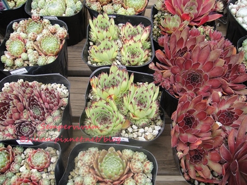 120628 Joyful Honda 印西 Sempervivum