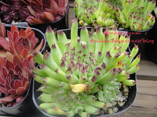 120628 Joyful Honda 印西 Sempervivum