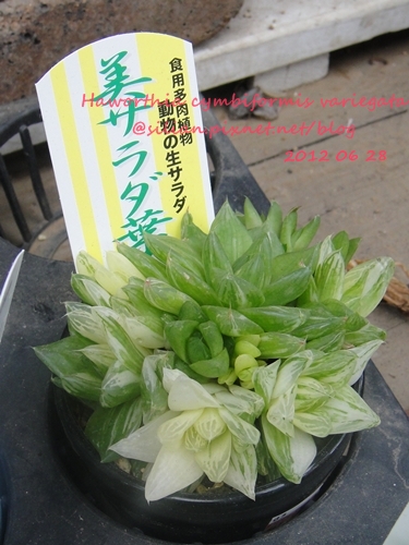 Haworthia cymbiformis var. angustata f. variegata / 京の華錦 / 京之華錦
