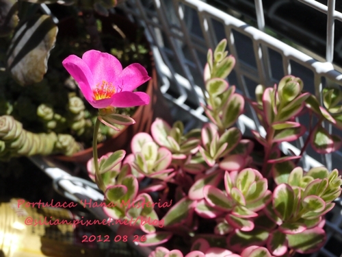 Portulaca 'Hana Misteria' / 斑入りポーチュラカ / 華ミステリア / ピーチバタフライ / 彩虹馬齒牡丹 / 彩虹馬齒莧