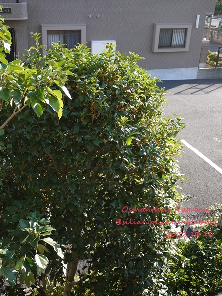 Osmanthus fragrans var. aurantiacus