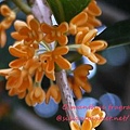 Osmanthus fragrans var. aurantiacus