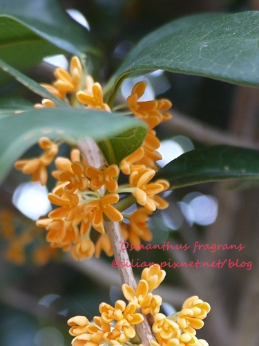 Osmanthus fragrans var. aurantiacus