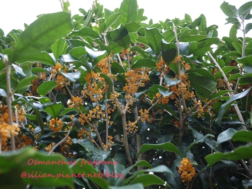 Osmanthus fragrans var. aurantiacus