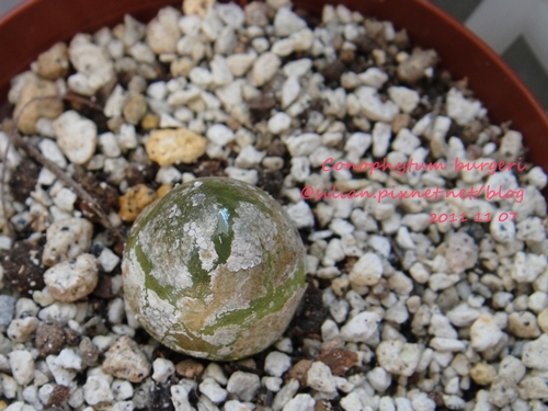 Conophytum burgeri / 大燈泡 / ブルゲリー / ブルゲリ