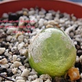 Conophytum burgeri / 大燈泡 / ブルゲリー / ブルゲリ