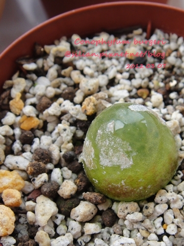 Conophytum burgeri / 大燈泡 / ブルゲリー / ブルゲリ