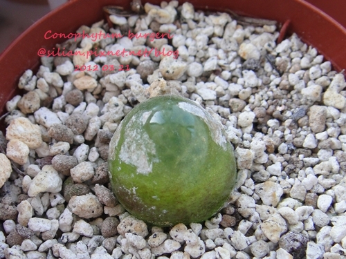 Conophytum burgeri / 大燈泡 / ブルゲリー / ブルゲリ