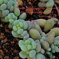 Sedum dasyphyllum 'Opaline' / 大型姬星美人 / 大姬星美人 / 青いダシフィルム