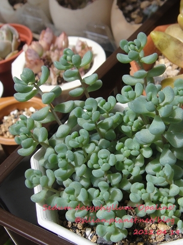 Sedum dasyphyllum 'Opaline' / 大型姬星美人 / 大姬星美人 / 青いダシフィルム