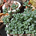 Sedum dasyphyllum 'Opaline' / 大型姬星美人 / 大姬星美人 / 青いダシフィルム