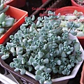 Sedum dasyphyllum 'Opaline' / 大型姬星美人 / 大姬星美人 / 青いダシフィルム